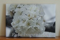 /album/foto-impresion/flor-cerezo-frontal-jpg/